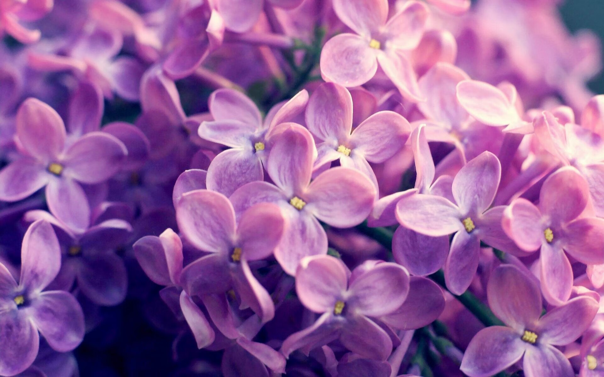 fb体育赛事平台-特色沙漠骑骆驼，感受不同的荒漠激情，沙漠里骑骆驼说什么话