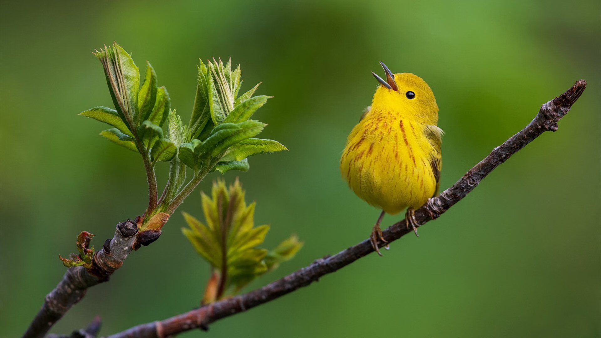 fb体育注册网址-疫情后NBA的复苏：比赛观众逐渐恢复，疫情过后nba什么时候才开始