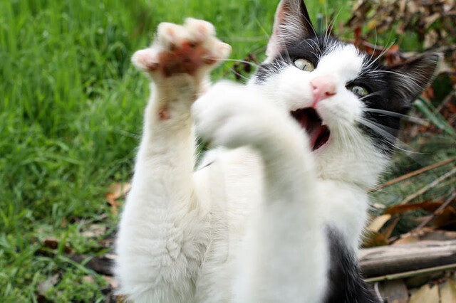 fb体育中国官网-KPL季后赛门票火爆销售，2020kpl季后赛门票在哪里买