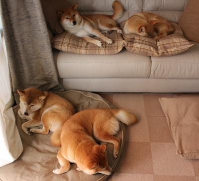 fb体育投注-多特蒙德宣布新援即将加盟，球迷期待新赛季表现，多特蒙德队球星