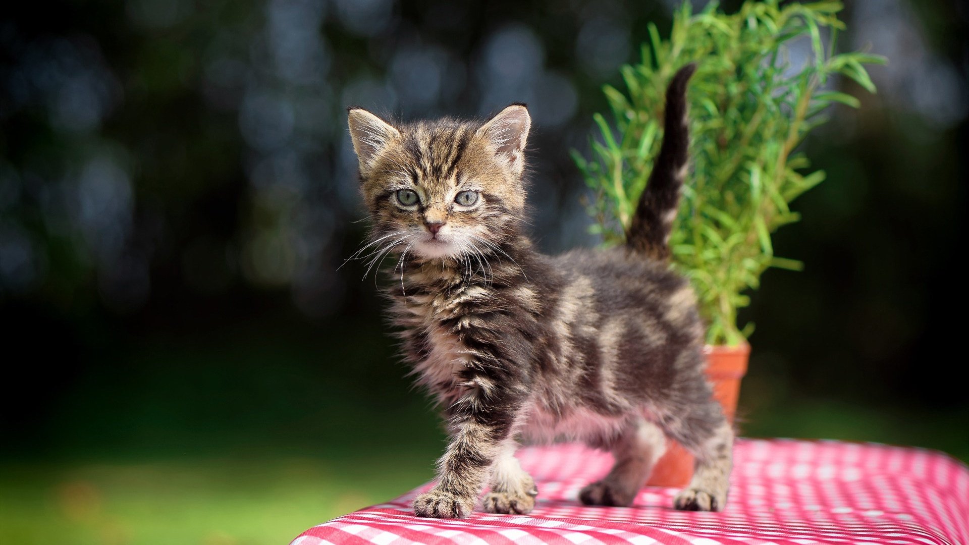 fb体育官网电脑版-中国足协公布全新品牌形象主打现代与国际元素，中国足协官宣