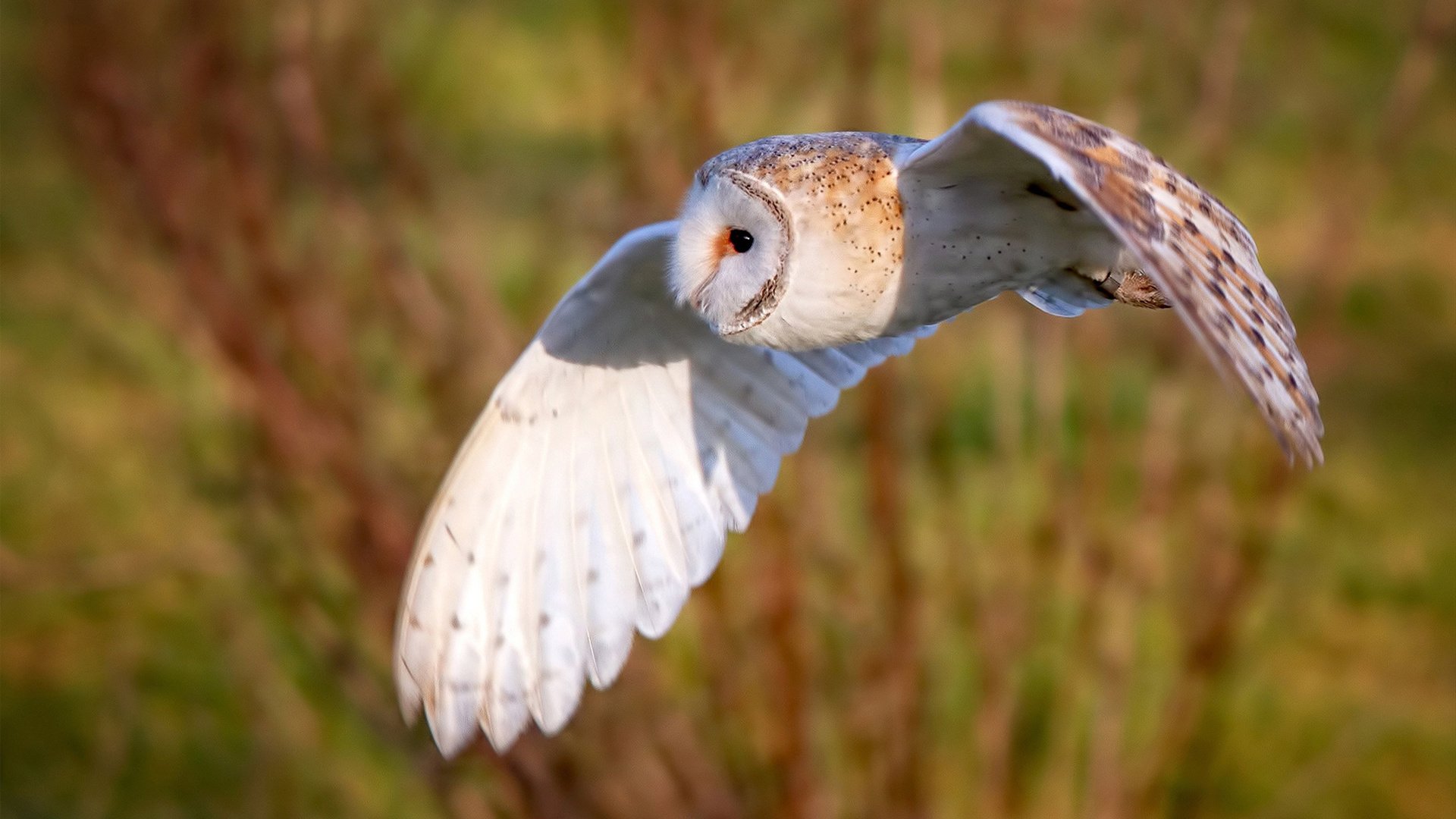 fb体育APP-基：全黑队的“反击利器”，每次防守反击后的进攻总能让对手措手不及