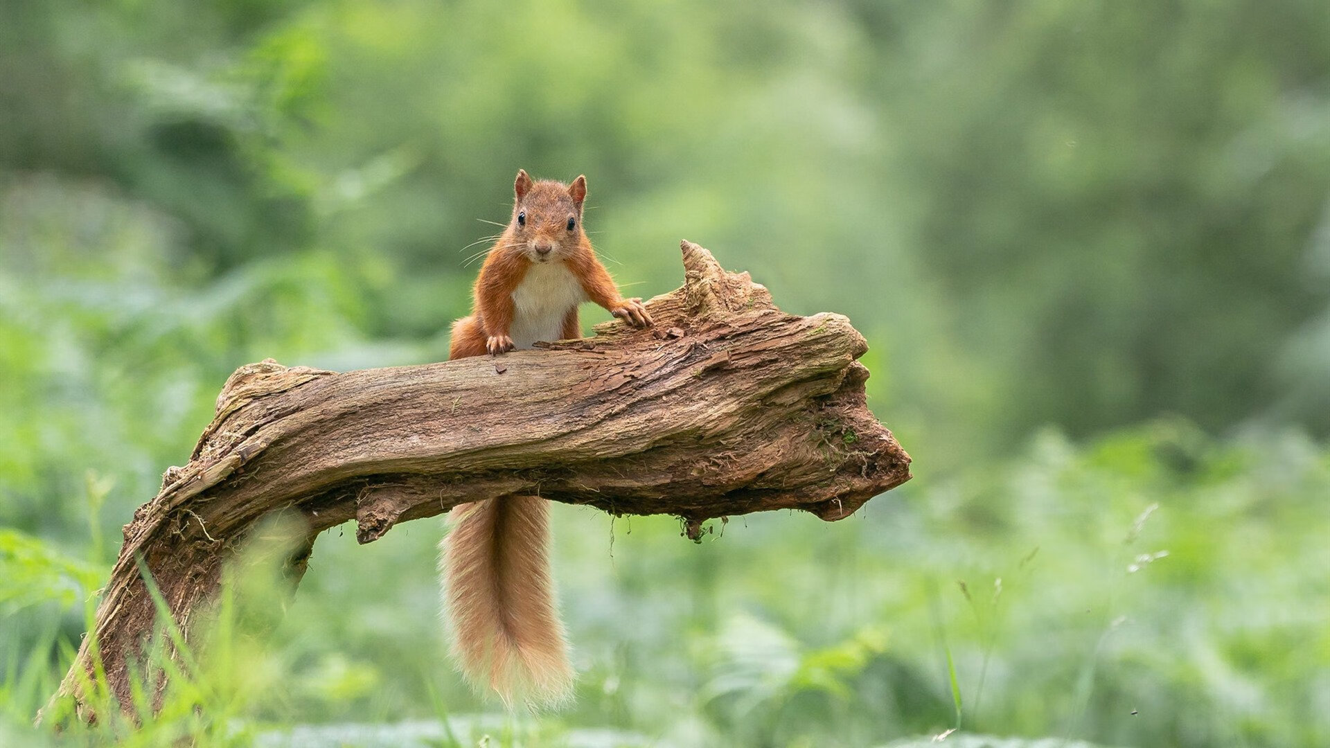 fb体育电脑版-张雨霏新泳姿突破个人成绩瓶颈，张雨霏 泳帽